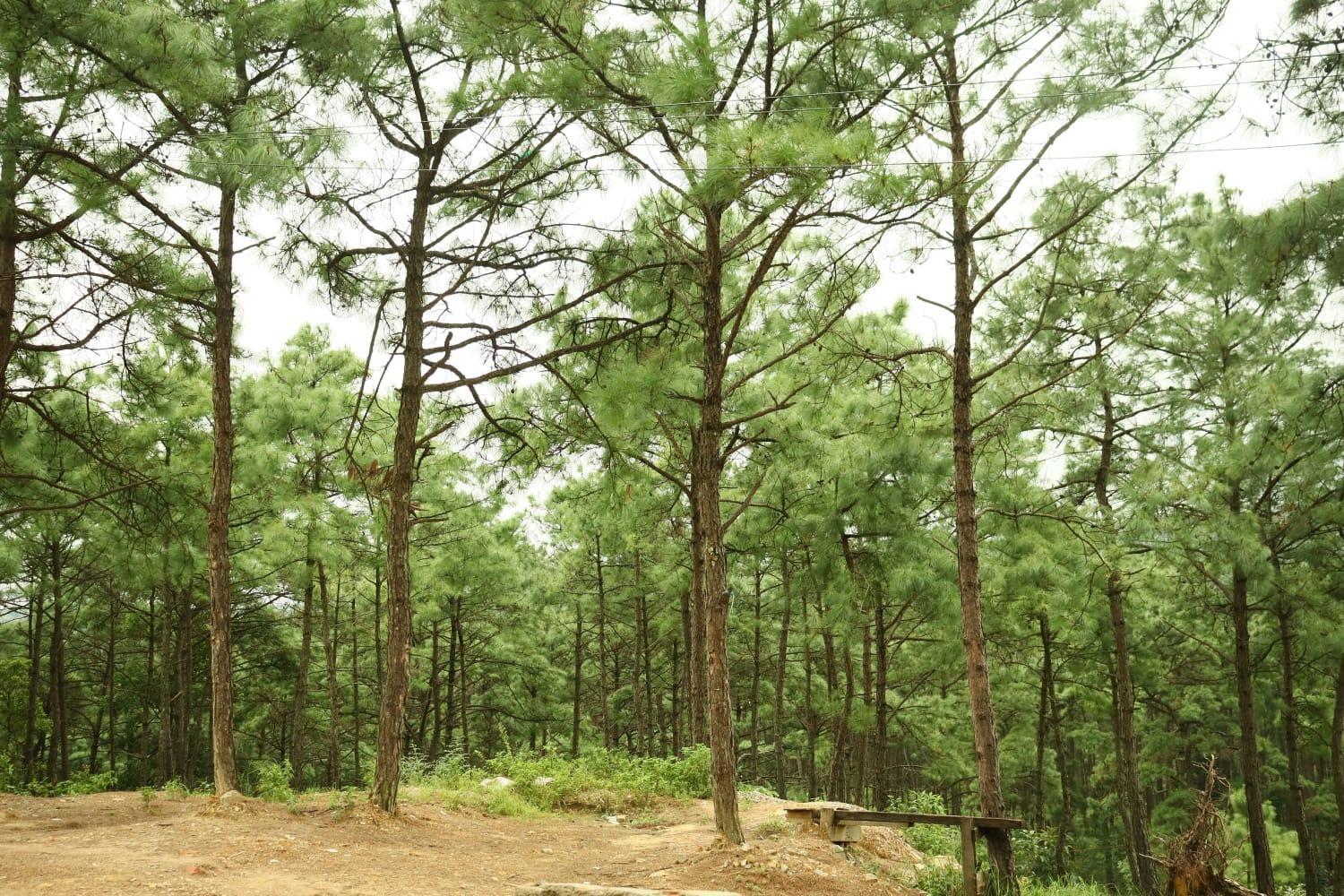 Pine Tree Lodge Shillong Exterior foto
